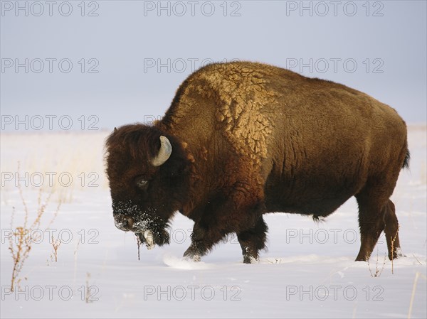 Buffalo in snow covered field