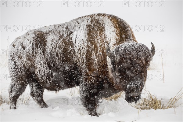 Snow covered buffalo