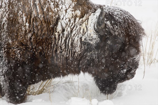 Snow covered buffalo