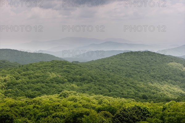 Green forest in Mount Rogers National Recreation Area