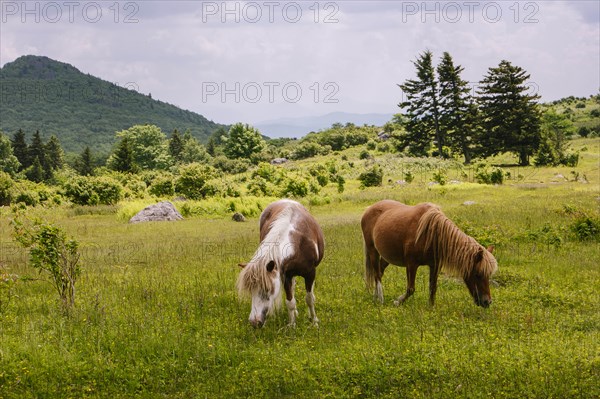 Wild ponies grazing in Mount Rogers National Recreation Area