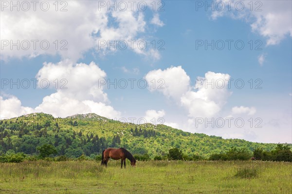 Wild pony grazing in Mount Rogers National Recreation Area