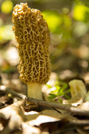 Morel mushroom