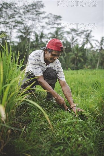 Farm worker using scythe in Bali