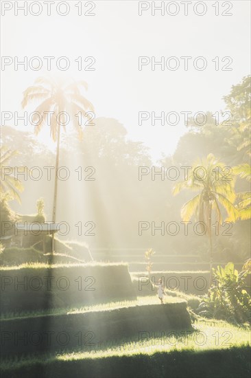 Woman in sunlit terraced rice paddies in Bali