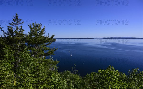 Forest by sea in Acadia National Park, Maine, USA