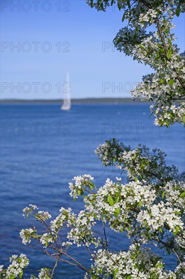 White blossoms by sea in Bar Harbor, Maine, USA