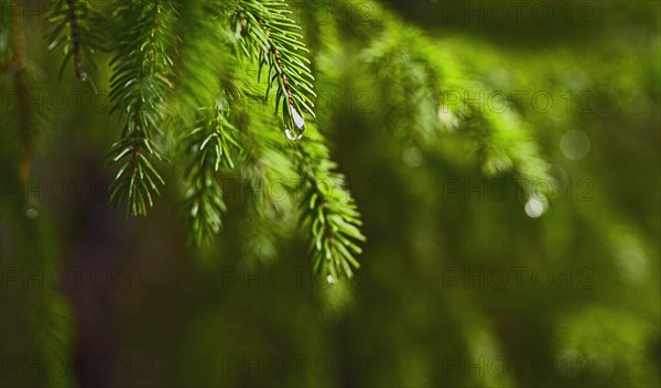 Rain drops on pine tree