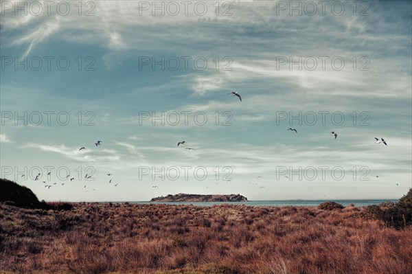 Birds flying over tussocks by Victor Harbor, South Australia, Australia