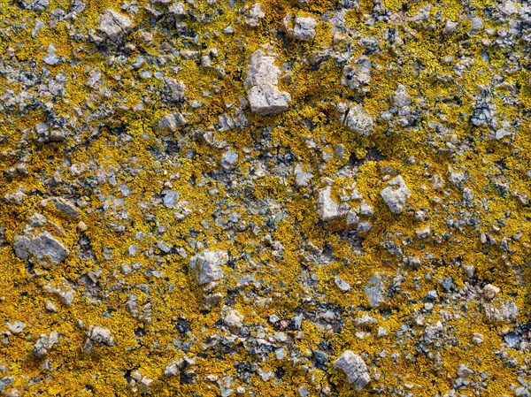 Yellow lichen on rocks