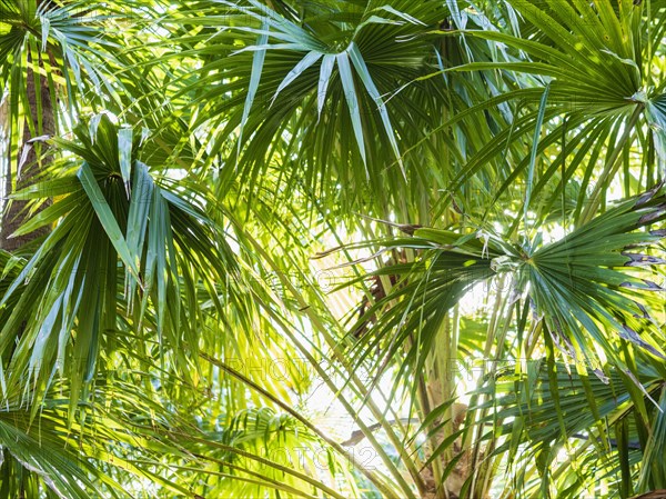 Green palm trees