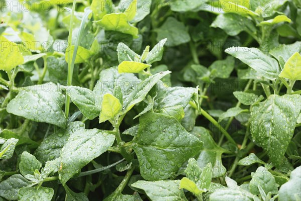 Wet spinach plant