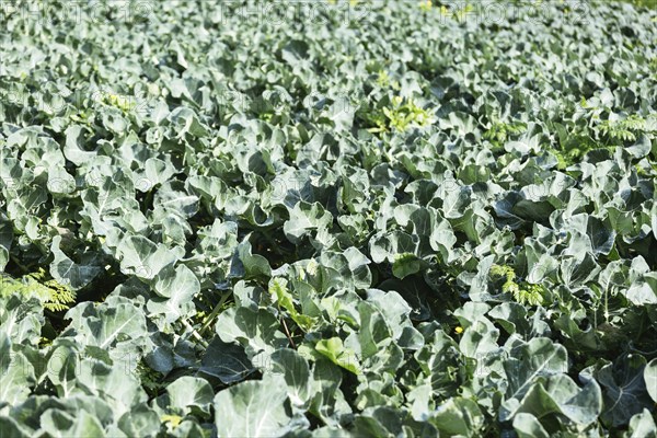 Cabbage crop