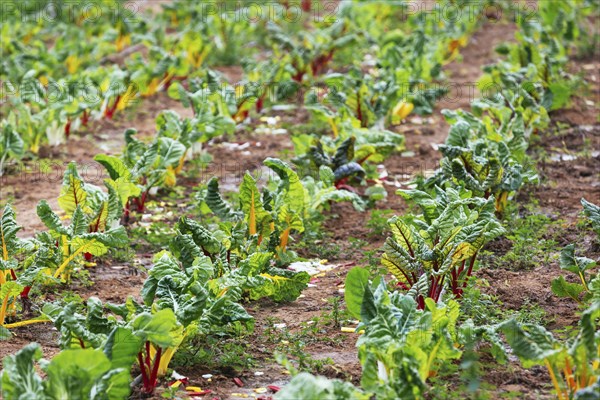 Rows of rainbow chard