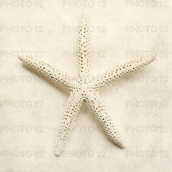 White starfish