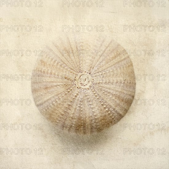 Sea urchin shell