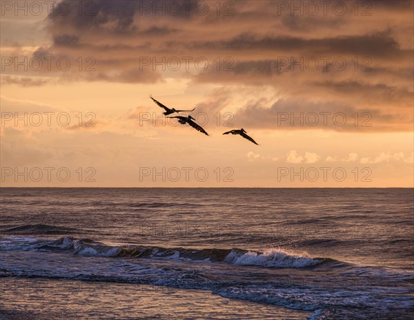 Silhouettes of birds flying over sea at sunset