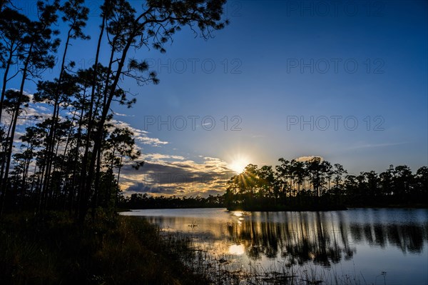 Trees by river at sunset in Everglades National Park, Florida, USA