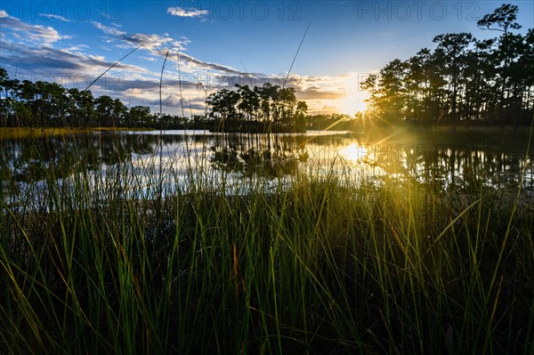 Trees by river at sunset in Everglades National Park, Florida, USA