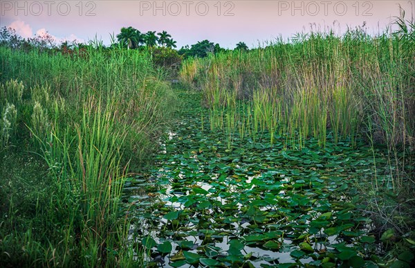 Green plants in swamp in Everglades National Park, Florida, USA