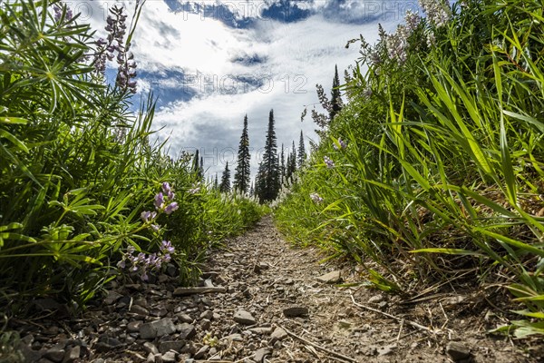 Trail through lupines in Sun Valley, Idaho, USA