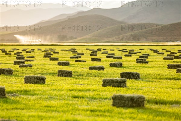 Hay bales in field in Picabo, Idaho, USA