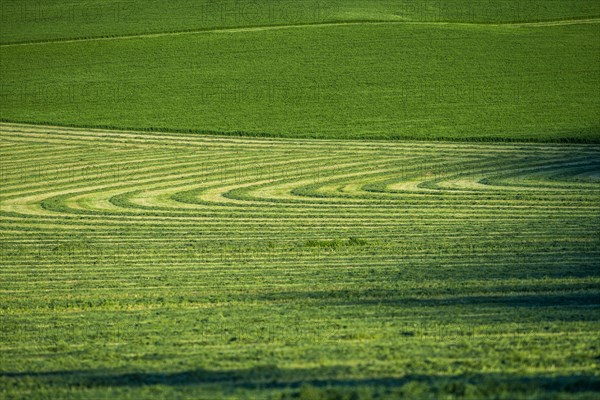 Field cut in curved shape in Picabo, Idaho, USA