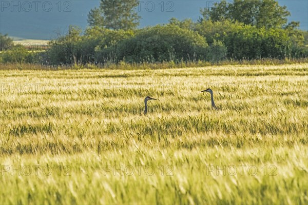 Sandhill cranes in field in Picabo, Idaho, USA