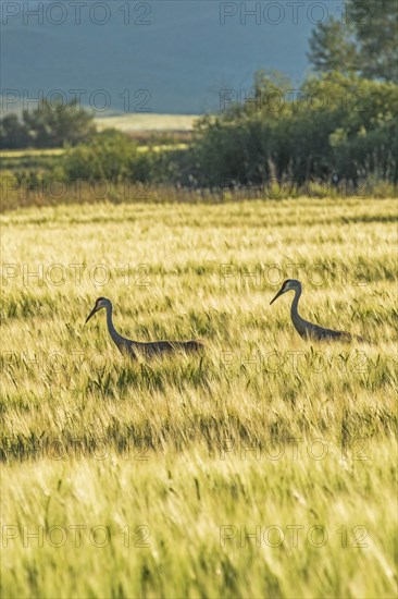 Sandhill cranes in field in Picabo, Idaho, USA