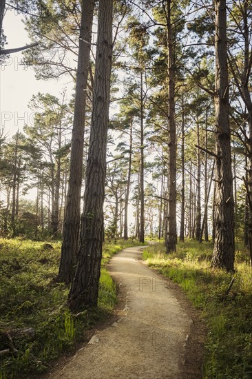 Path in forest