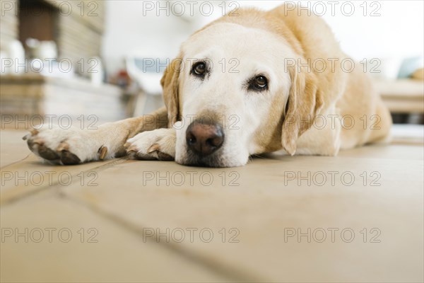 Yellow Labrador lying on floor
