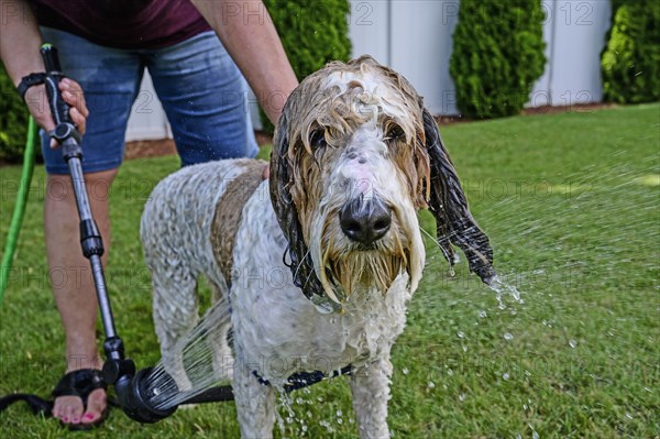 Woman washing dog on grass