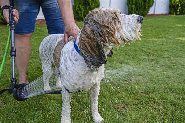 Woman washing dog on grass