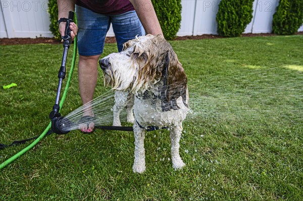 Woman washing dog on grass