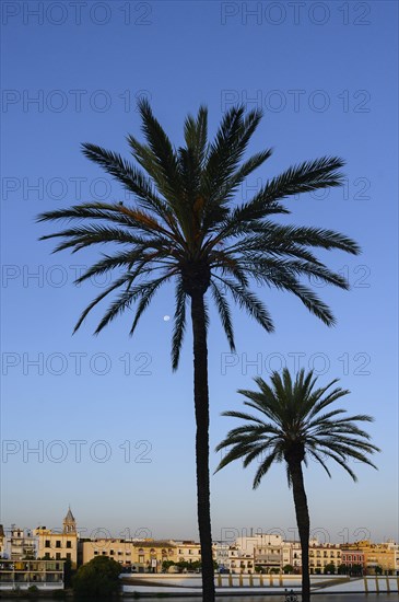 Silhouette of palm trees against buildings and clear sky in Seville, Andalusia, Spain