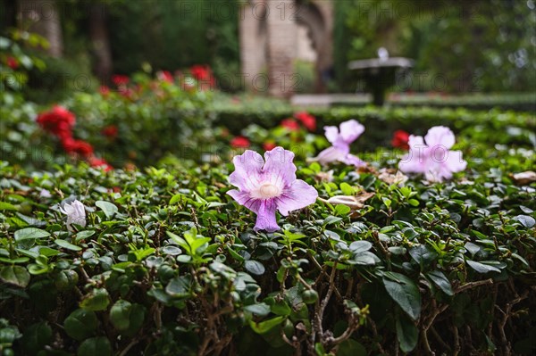 Garden at Alcazaba of Malaga in Malaga, Spain