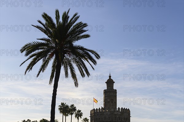 Silhouette of palm tree and Torre del Oro in Seville, Andalusia, Spain