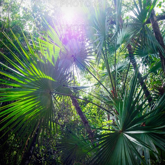 Sunlight shining through fronds