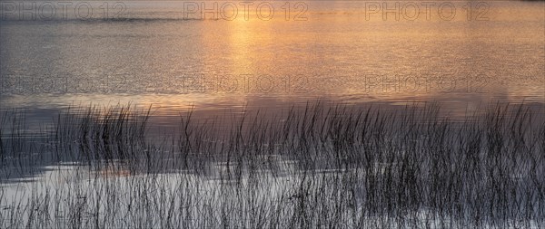 Grass in lake