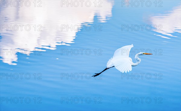 Heron flying over lake with reflection of clouds