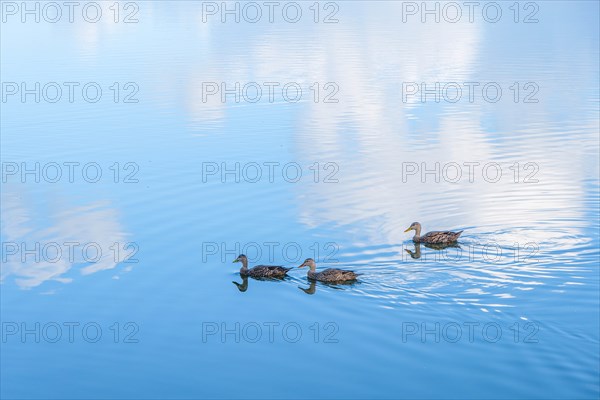 Ducks in lake