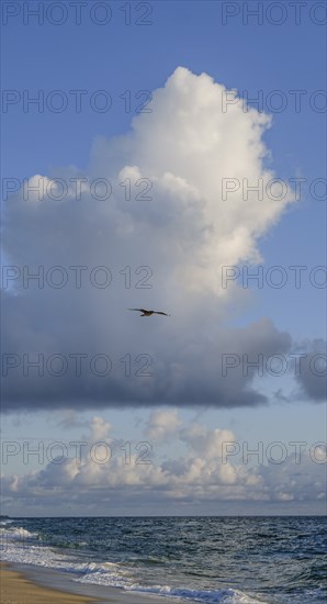 Seagull flying over beach