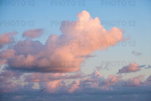 Seagull flying in sky with pink clouds