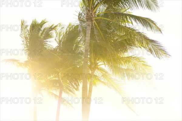 Palm trees against clear sky