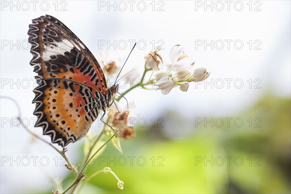 Brown and orange butterfly on flower