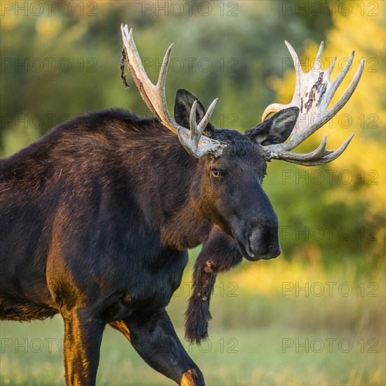 Bull moose in field in Picabo, Idaho, USA