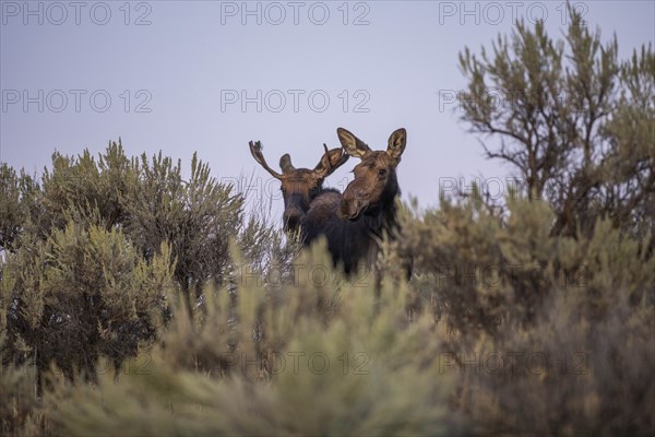 Bull and cow moose behind sagebrush in Picabo, Idaho, USA