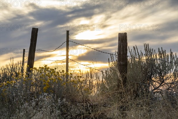 Sagebrush and barbed wire fence at Boise Foothills in Boise, Idaho, USA