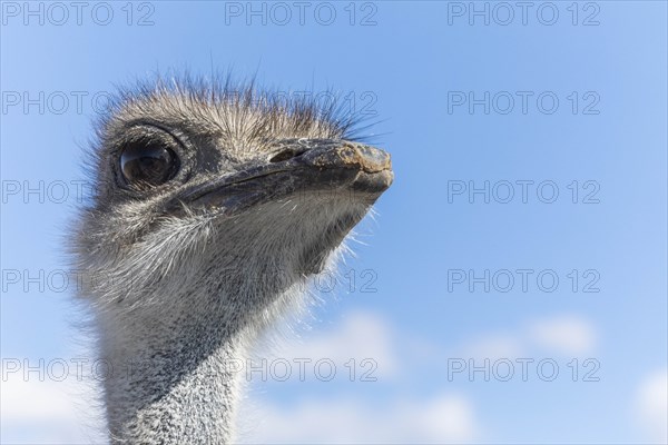 Portrait of ostrich against cloudy sky