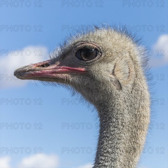 Portrait of ostrich against cloudy sky